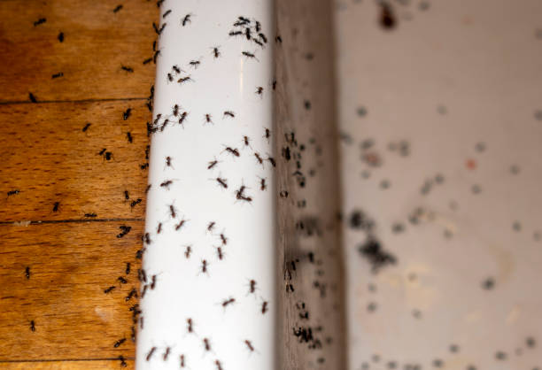 Best Pest Control Near Me  in Euharlee, GA