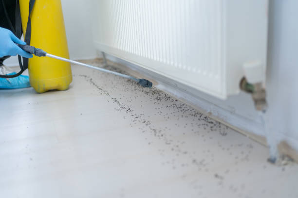 Wasp Removal Services in Euharlee, GA